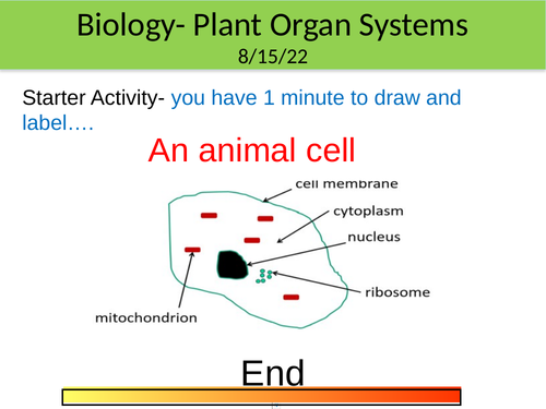 KS3 Biology Plant Organ Systems Powerpoint