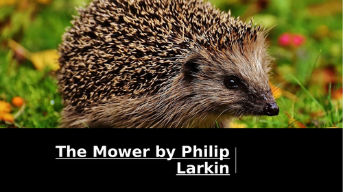 KS3 Poetry: Animal Poetry