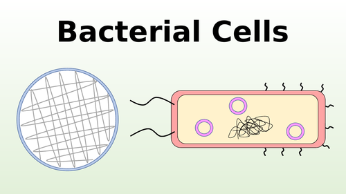 Bacterial Cells