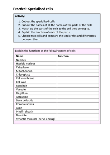 GCSE/KS3 Cell Biology Activity Sheet Pack
