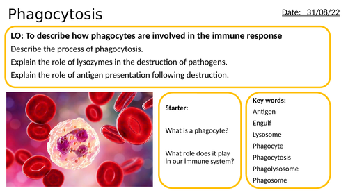 AS/A2-Level AQA Biology Phagocytosis Phagocyte Non-Specific Immune System Full Lesson