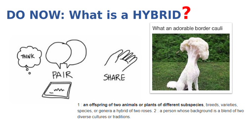 Drawing an animal hybrid lesson (two parts)