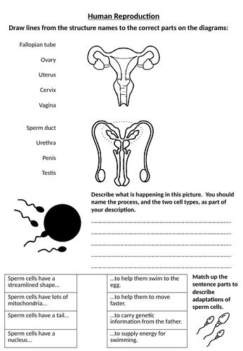 Human Reproduction Worksheet Teaching Resources 5414