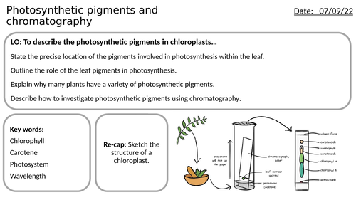 AS/A2-Level AQA Biology Photosynthetic Pigments and Chromatography Full Lesson