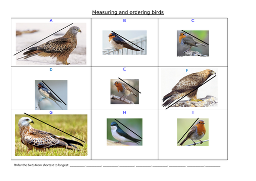 Measurement - Measuring in cm using birds wingspan/height as a visual source