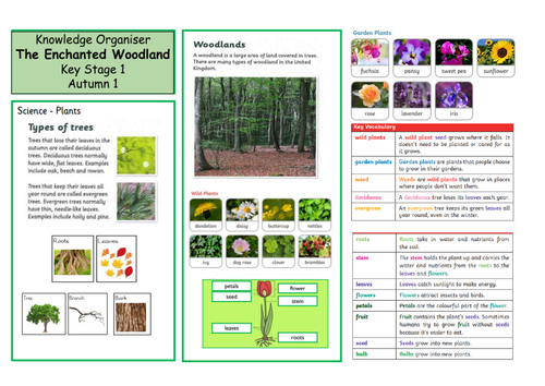 KS1 Enchanted Woodland Knowledge Organiser