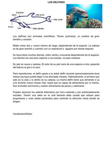 Los delfines- Texto y vocabulario.  Practicar el presente de indicativo.