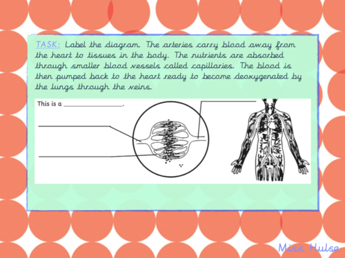 Science - Animals including humans L4 - Body Pump (Upper KS2 - Year 6)