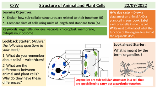 Animal and plant cells GCSE