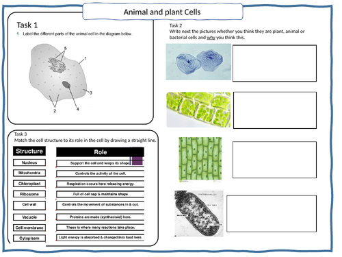 Animal and plant cell activity