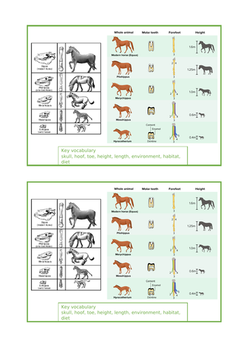 Evolution and Inheritance  - horse fossils Year 6