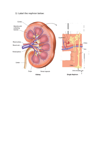 A-Level Biology - Kidneys