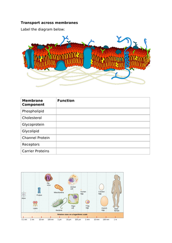 A-Level Biology - Cell Membranes & Cell Structure