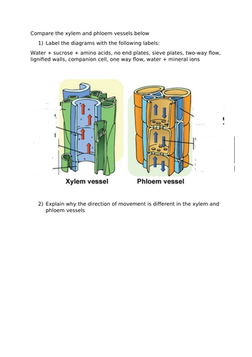 A-Level Biology - Plant Transport