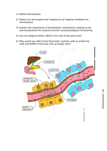 A-Level Biology - Homeostasis