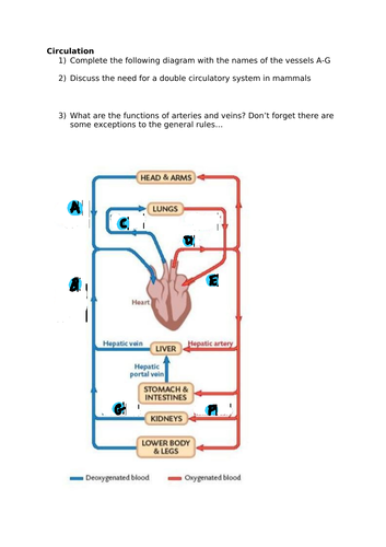 A-Level Biology - Animal Transport