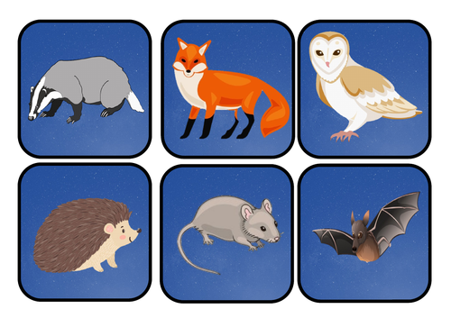 Nocturnal Animals Scavenger Hunt | Teaching Resources