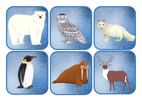 Polar animals theme scavenger hunt | Teaching Resources