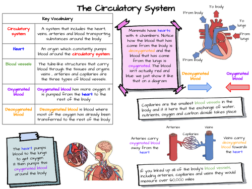 Circulatory system knowledge organiser