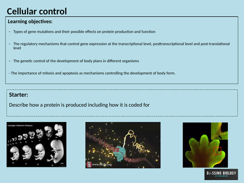 A level biology OCR A Cellular control