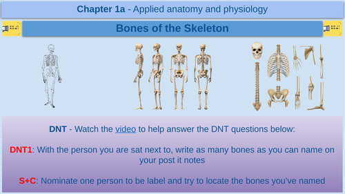 Bones of the skeleton - GCSE Physical Education - AQA