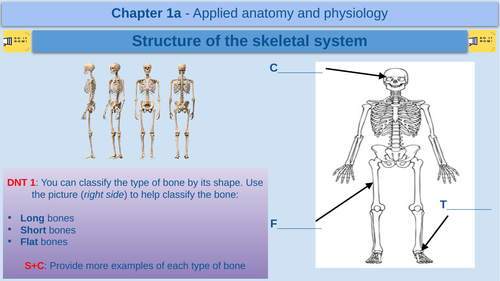 Structure of the skeletal system - GCSE Physical Education - AQA