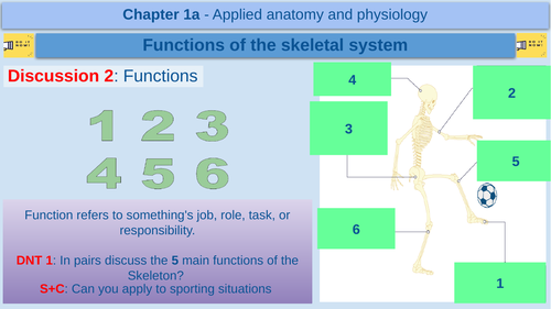 Functions of the Skeletal System - GCSE Physical Education - AQA