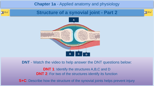 Structure of a synovial joint - Part 2 - GCSE Physical Education - AQA