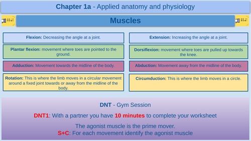 Muscles - GCSE Physical Education - AQA