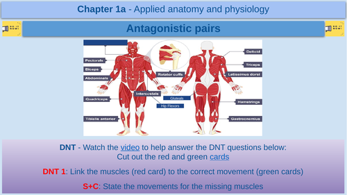 Antagonistic pairs - GCSE Physical Education - AQA