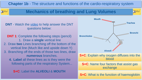 Mechanics of breathing and Lung Volumes - GCSE Physical Education - AQA