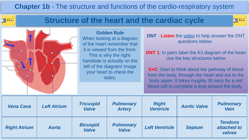 Structure of the heart and the cardiac cycle - GCSE Physical Education - AQA