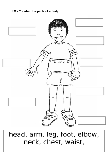 Label Parts Of A Body Worksheet Teaching Resources