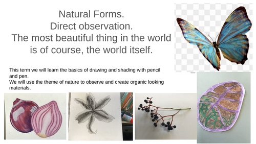 Natural Forms KS3 Whole term scheme.