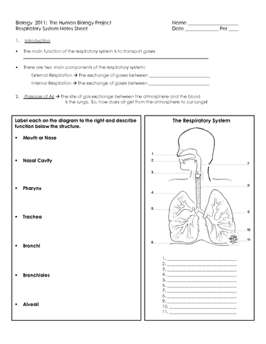 respiratory system T-level health/biology | Teaching Resources