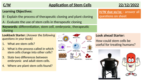 Application of stem cells KS4