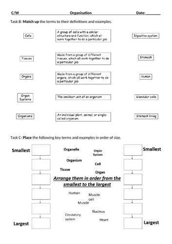 Cells to organ system (organisation)