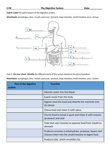 Human digestive system