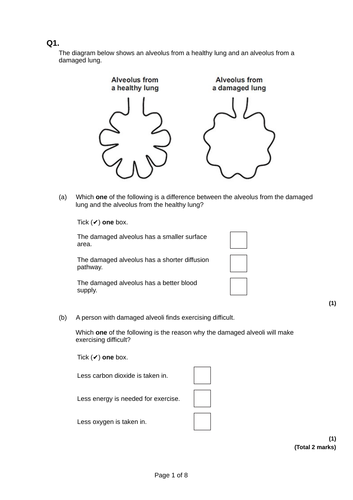Respiratory system and anatomy of the lungs