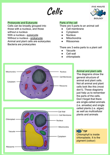 GCSE AQA  Biology Cells  Revision Sheet