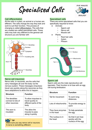 AQA GCSE Biology Specialised Cells Revision Sheet