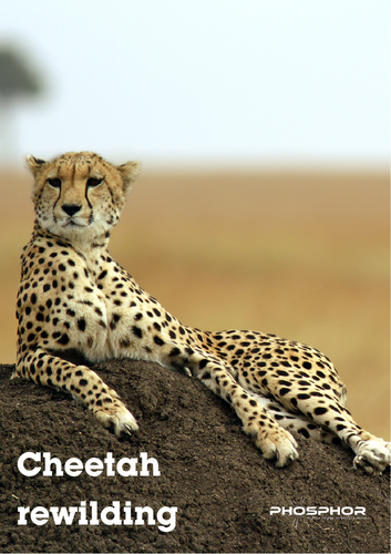 Cheetah rewilding
