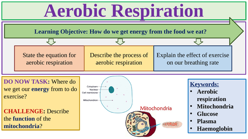 KS3-Aerobic respiration | Teaching Resources