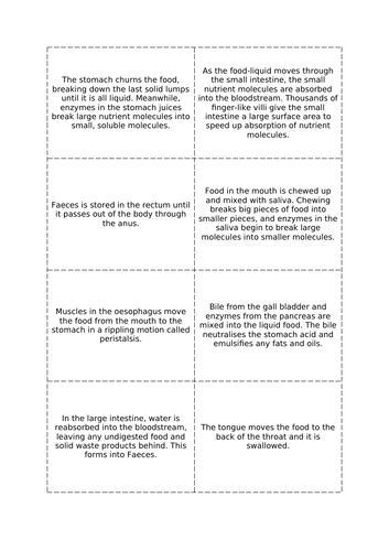 Digestive Process Cut-and-Stick