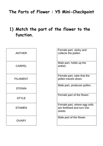 Year 5 Parts of flower