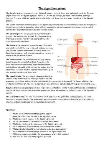 The digestive system worksheet and comprehension task