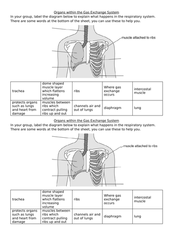 The Respiratory System and Lungs Worksheet - 8Cb / 7Ca Exploring Science - SAMPLE