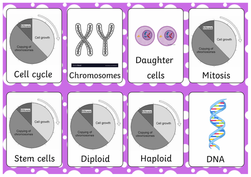 GCSE Biology Flashcards - Cell Division | Teaching Resources