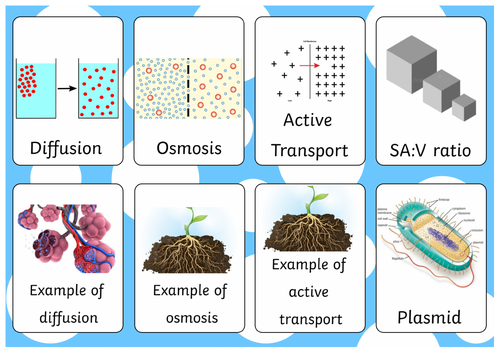 GCSE Biology Flashcards - Cell Structure and Transport | Teaching Resources