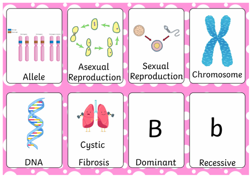 GCSE Biology Flashcards - Inheritance, Variation and Evolution